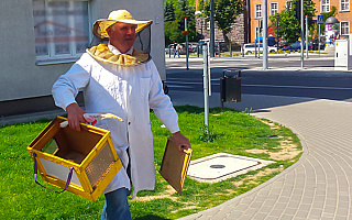 Radio Olsztyn ratuje pszczoły i przechodniów – FILM